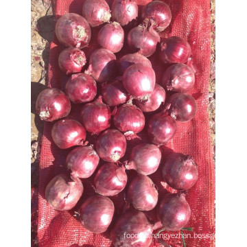 Export New Crop Good Quality Competitive 3-5cm Red Onion